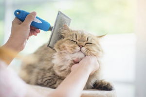 Chat qui se fait brosser et caresser 