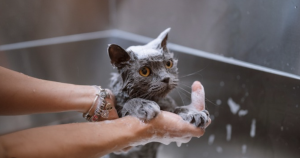 Chat gris qui se fait laver dans une baignoire 