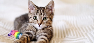 chaton allonger sur une couverture avec un jouets coloré 