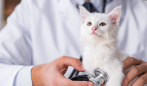 chat blanc chez un vétérinaire 