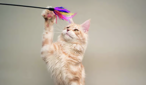 Chat qui se tient debout en train de jouer avec un jouet a plume coloré 