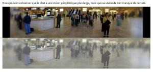 deux image de personne dans un lieux publique une nette et une plus flou c'est celle de la vision du chat 