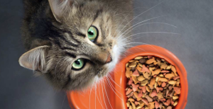 Chat marron au yeux vert a coter d'une gamelle orange remplie de croquette 