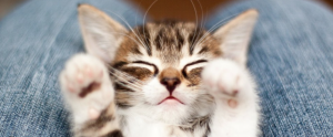 chaton coucher sur les genoux d'une personne les pattes en l'air 