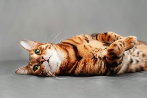 image d'un chat allonger sur le sol avec des yeux vert 